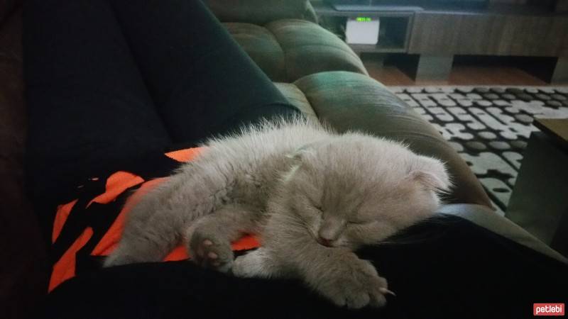 Scottish Fold, Kedi  Şeker fotoğrafı