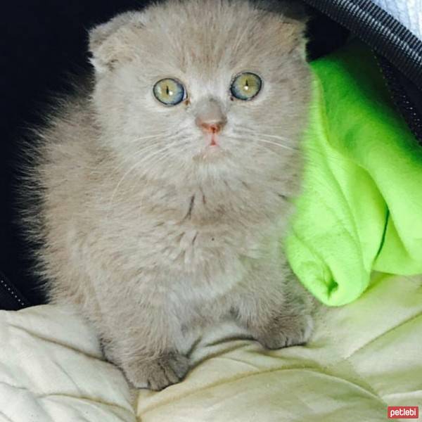 Scottish Fold, Kedi  Şeker fotoğrafı