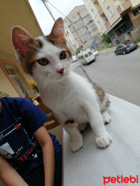 Tekir Kedi, Kedi  Yaman fotoğrafı