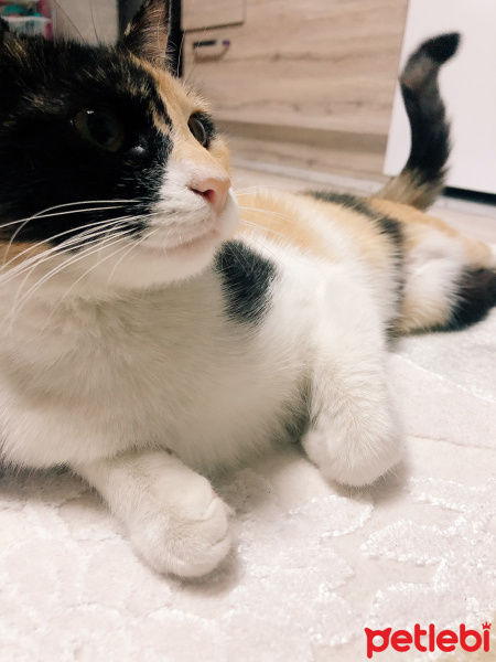 Tekir Kedi, Kedi  Bade fotoğrafı