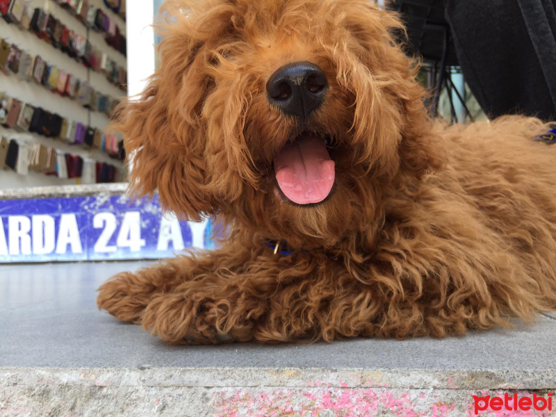 Poodle (Minyatür Kaniş), Köpek  Buffy fotoğrafı