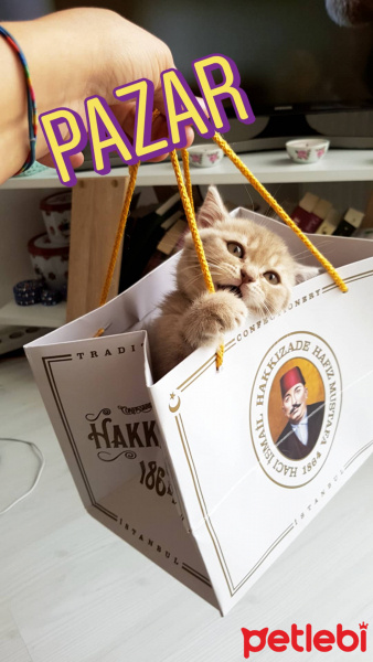 British Shorthair, Kedi  latte brıtısh fotoğrafı