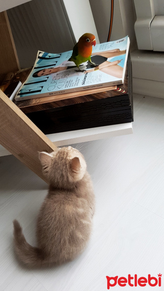 British Shorthair, Kedi  latte brıtısh fotoğrafı