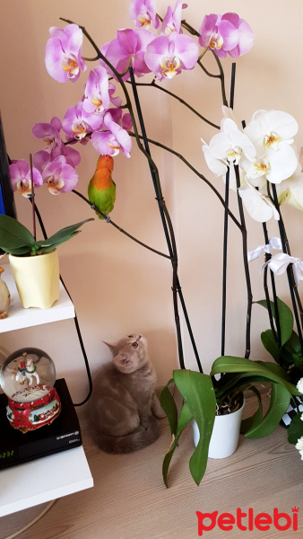 British Shorthair, Kedi  latte brıtısh fotoğrafı
