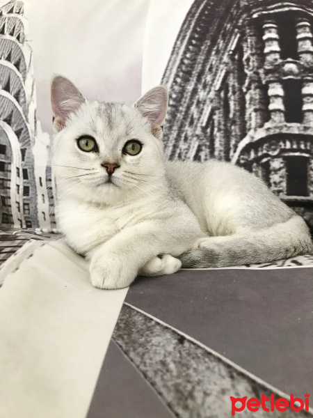 British Shorthair, Kedi  Arden fotoğrafı