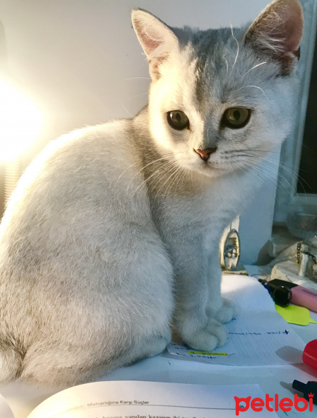 British Shorthair, Kedi  Arden fotoğrafı