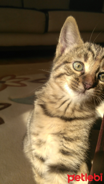 Tekir Kedi, Kedi  Sementa fotoğrafı