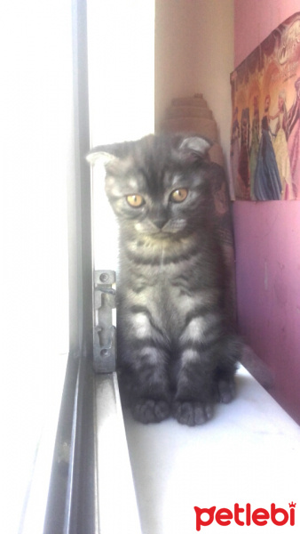 Scottish Fold, Kedi  Minigim fotoğrafı