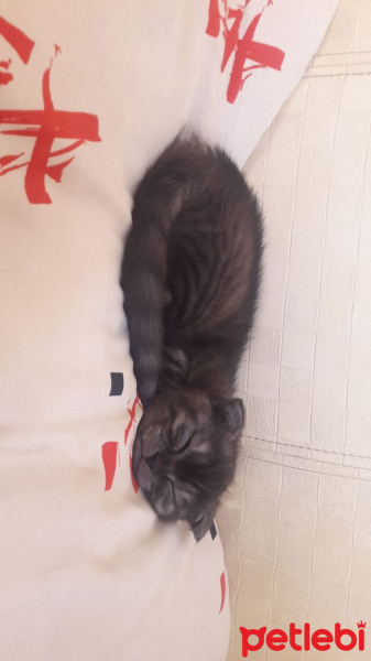 Scottish Fold, Kedi  Minigim fotoğrafı