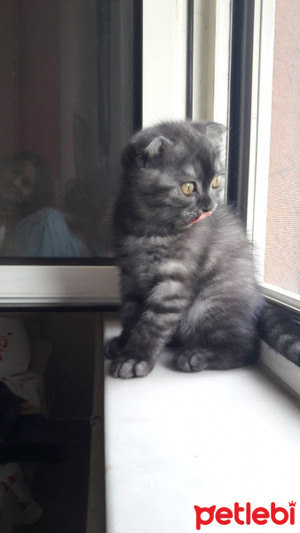 Scottish Fold, Kedi  Minigim fotoğrafı