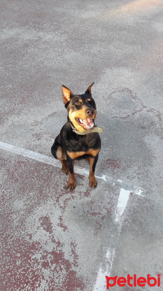 Doberman Pinscher, Köpek  Achille fotoğrafı