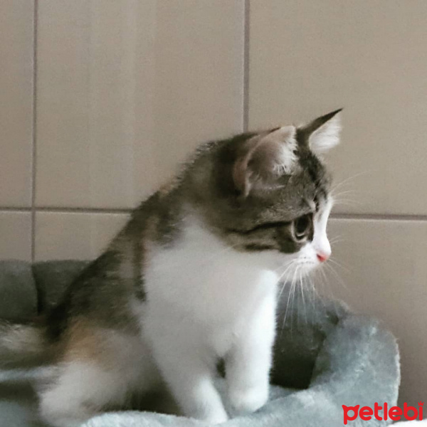 Tekir Kedi, Kedi  Fındık fotoğrafı