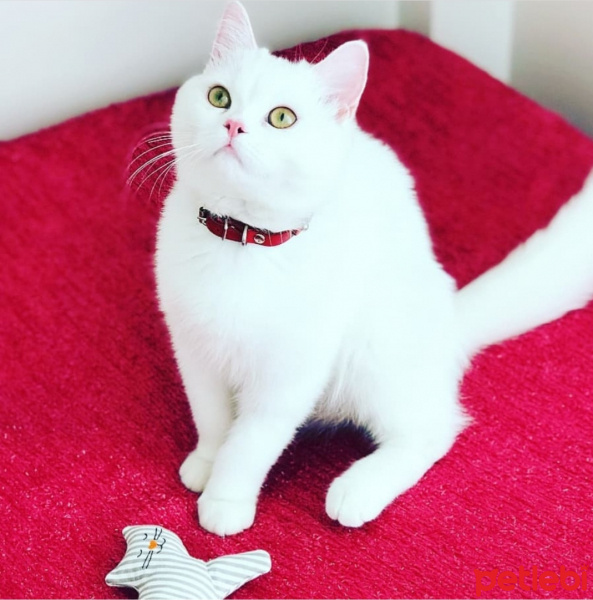 British Shorthair, Kedi  Paşa fotoğrafı