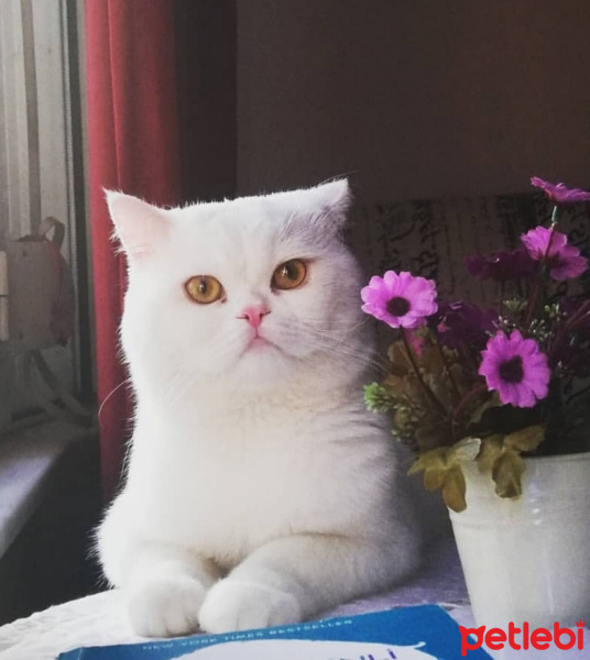 British Shorthair, Kedi  Paşa fotoğrafı