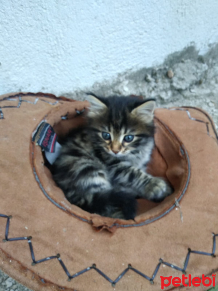 Tekir Kedi, Kedi  Leo fotoğrafı