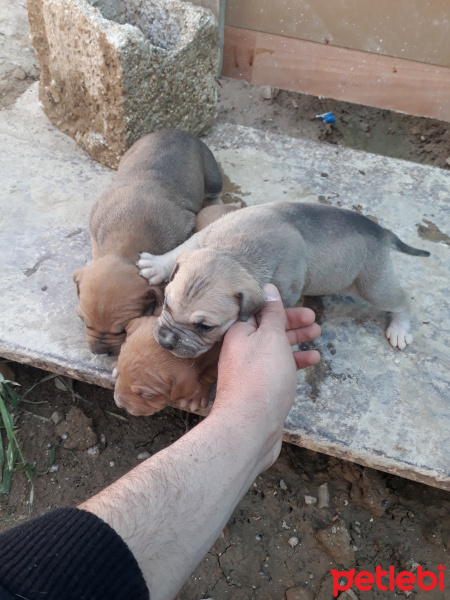 Amerikan Staffordshire Terrier, Köpek  Badi fotoğrafı