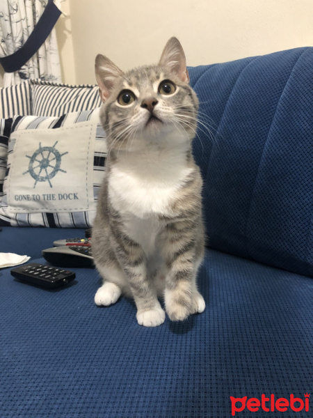 Tekir Kedi, Kedi  Tripod fotoğrafı