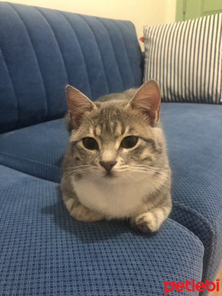 Tekir Kedi, Kedi  Tripod fotoğrafı