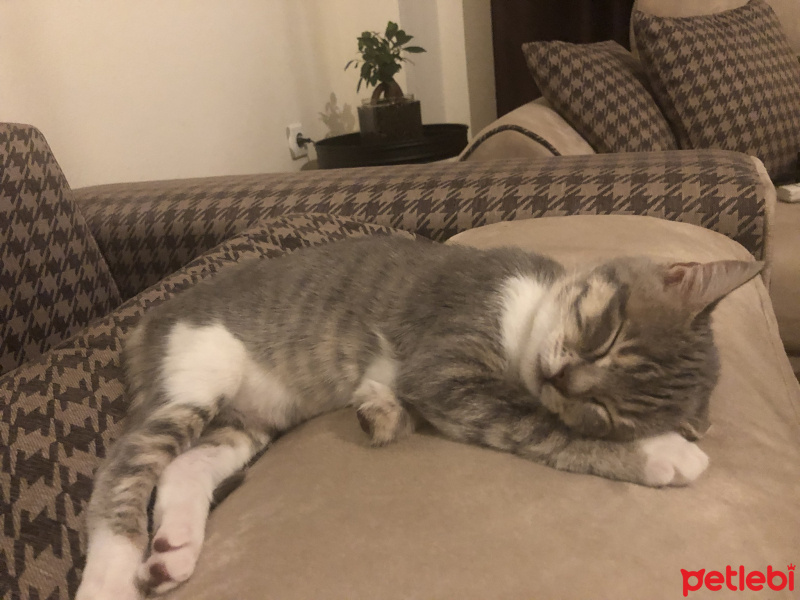 Tekir Kedi, Kedi  Tripod fotoğrafı