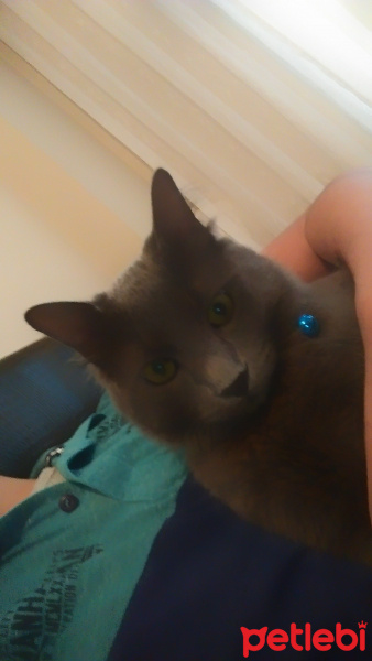Mavi Rus, Kedi  Bulut fotoğrafı