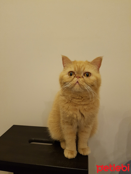 Exotic Shorthair, Kedi  Tarçın fotoğrafı