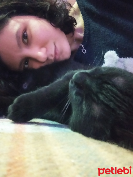 Bombay, Kedi  Goya fotoğrafı