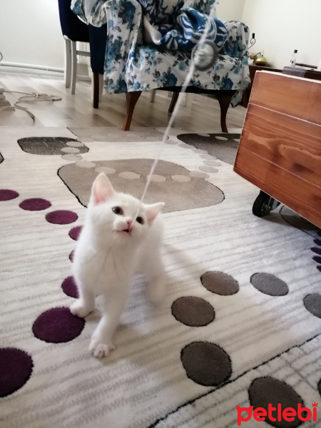 British Shorthair, Kedi  Mia fotoğrafı
