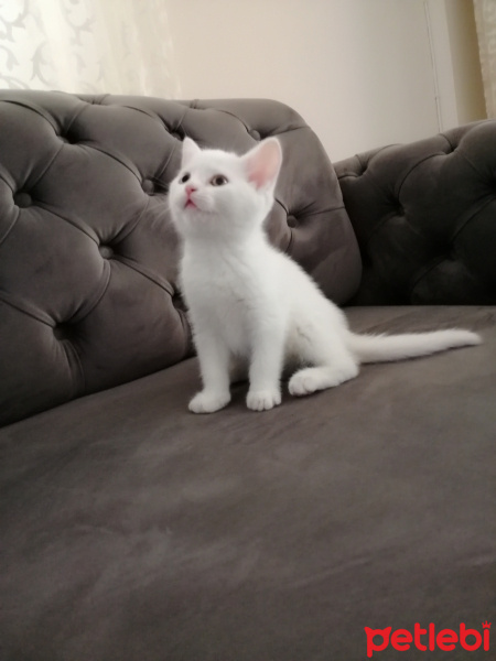 British Shorthair, Kedi  Mia fotoğrafı