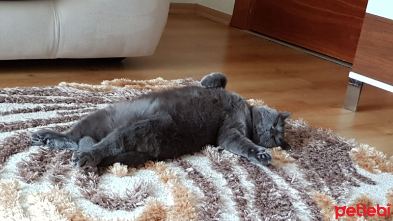 Scottish Fold, Kedi  TIFIL fotoğrafı
