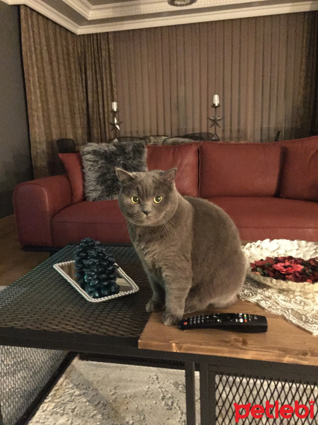 Scottish Fold, Kedi  TIFIL fotoğrafı