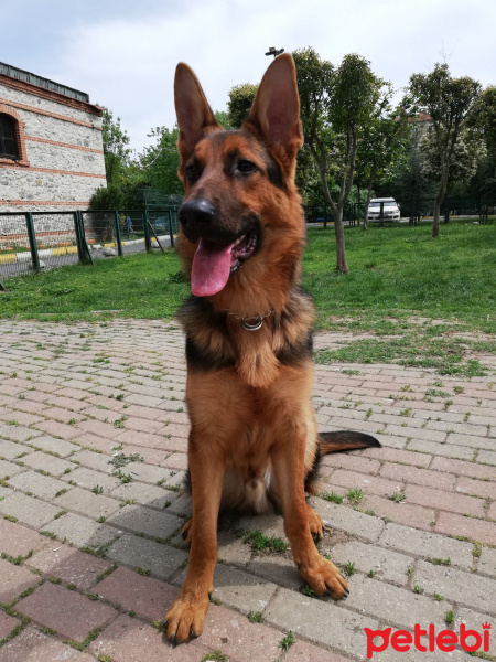 Alman Çoban Köpeği, Köpek  Pablo fotoğrafı