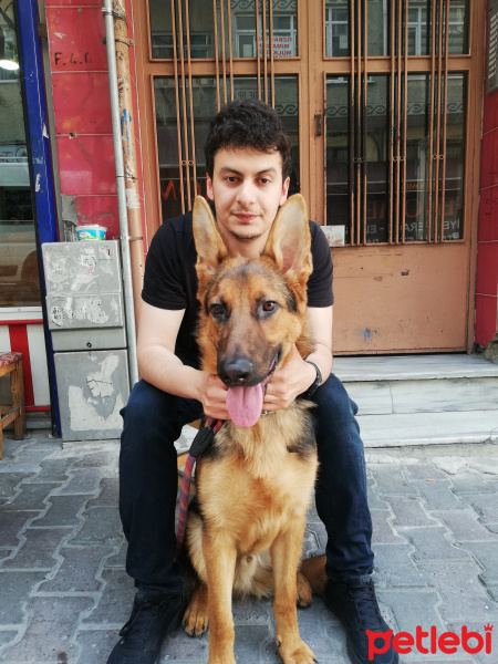 Alman Çoban Köpeği, Köpek  Pablo fotoğrafı