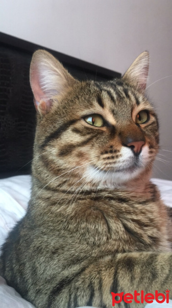 Tekir Kedi, Kedi  Poyraz fotoğrafı