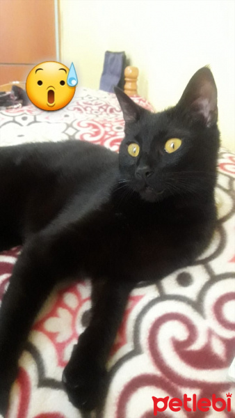 Tekir Kedi, Kedi  Şuşu fotoğrafı