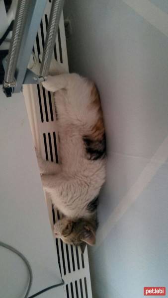 Tekir Kedi, Kedi  milly fotoğrafı