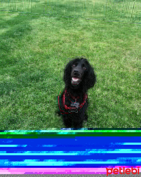 Amerikan Cocker Spaniel, Köpek  Soma fotoğrafı