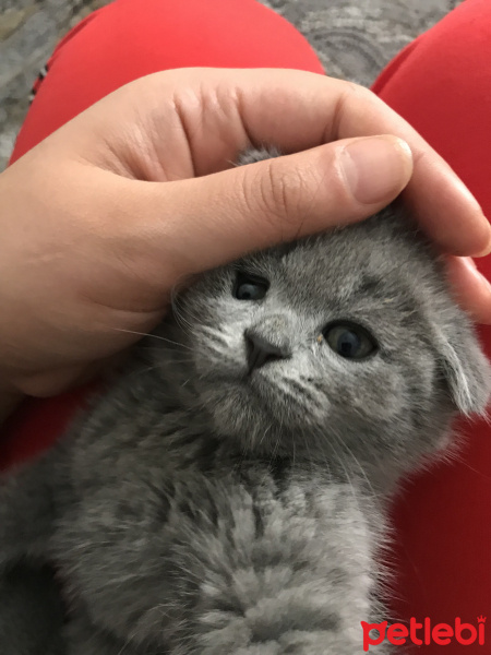Scottish Fold, Kedi  Gece fotoğrafı
