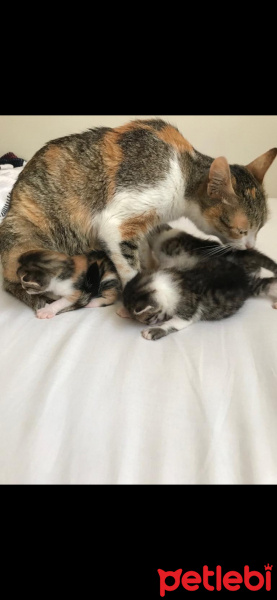 Tekir Kedi, Kedi  Kadime fotoğrafı