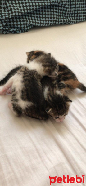 Tekir Kedi, Kedi  Kadime fotoğrafı