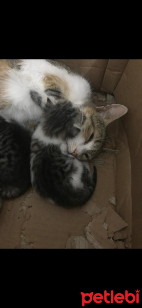 Tekir Kedi, Kedi  Kadime fotoğrafı