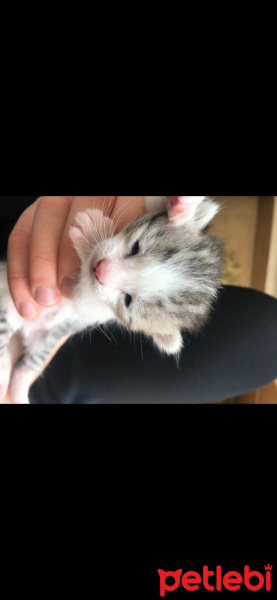 Tekir Kedi, Kedi  Kadime fotoğrafı
