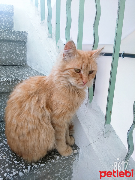 Tekir Kedi, Kedi  güneş fotoğrafı
