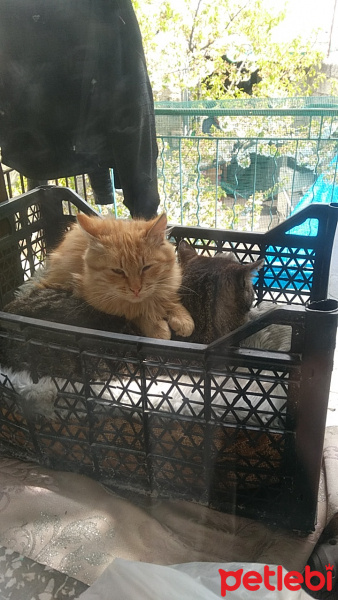 Tekir Kedi, Kedi  güneş fotoğrafı