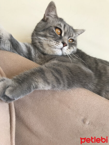 British Shorthair, Kedi  Tosun fotoğrafı