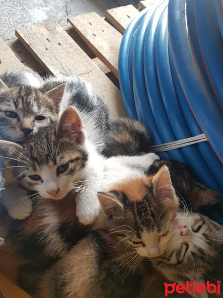 Tekir Kedi, Kedi  Ceviz fotoğrafı