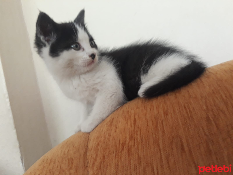 Tekir Kedi, Kedi  Zeytin fotoğrafı