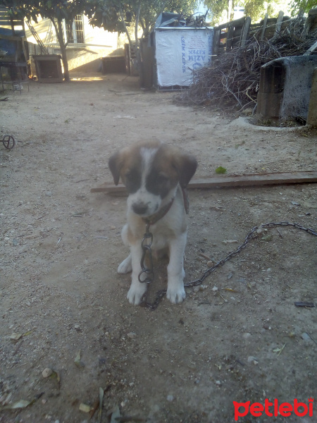 Kangal, Köpek  Maske fotoğrafı