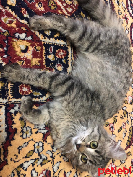 Tiffanie, Kedi  Tekir fotoğrafı
