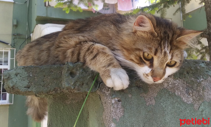 Tekir Kedi, Kedi  Pofuduk fotoğrafı