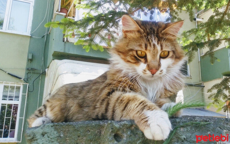 Tekir Kedi, Kedi  Pofuduk fotoğrafı